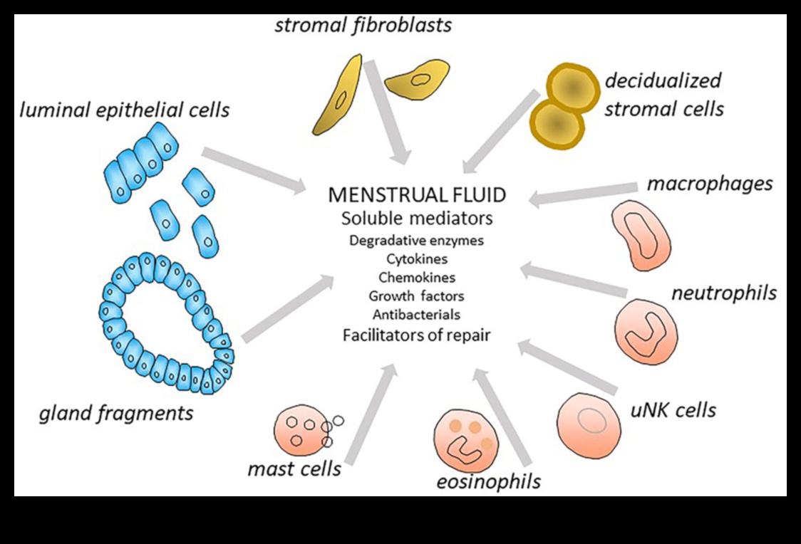 Olbaltumvielas un menstruālā veselība: visaptverošs skatījums