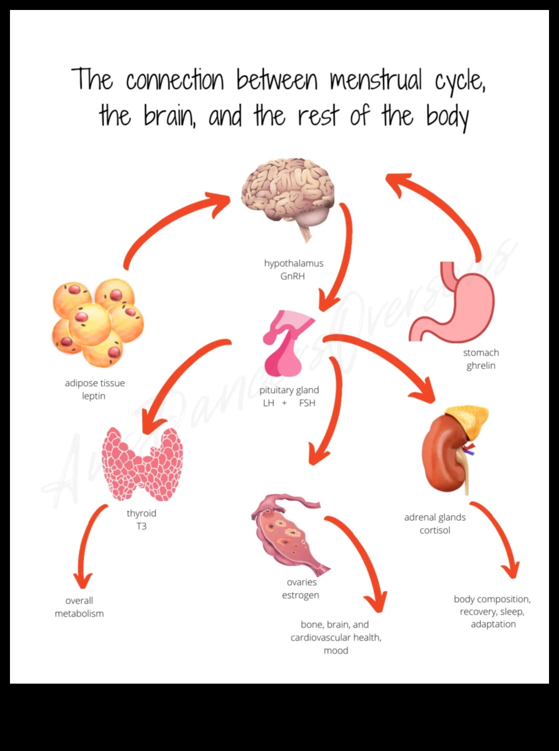 Olbaltumvielas un menstruālā veselība: visaptverošs skatījums